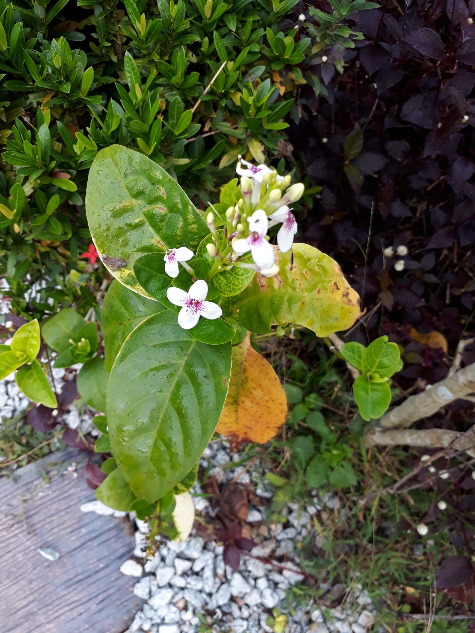 Pseuderanthemum atropurpureum